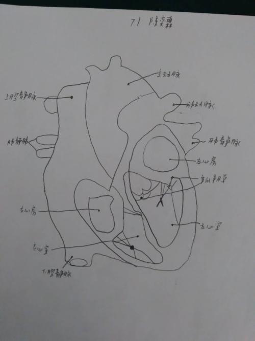 心脏的横切面简笔画