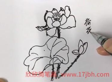 简笔画荷花 荷花怎么画简单又漂亮