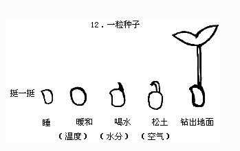 种子生长过程简笔画集