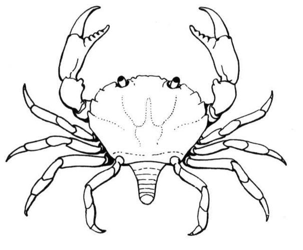 螃蟹简笔画图片挥舞着大钳子的螃蟹儿童绘画图集螃蟹简笔画