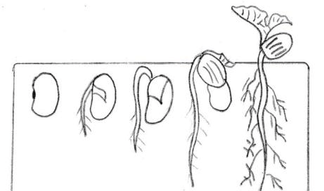 简笔画在生物教学