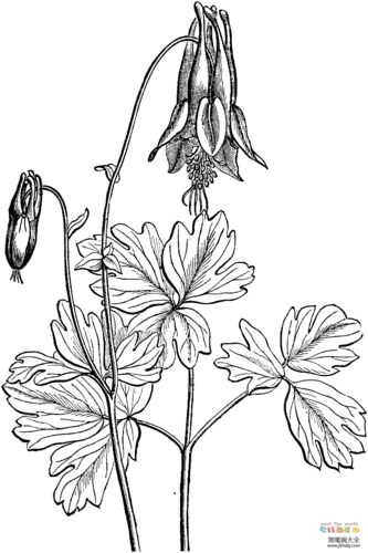 耧斗花怎么画花朵简笔画-简笔画大全