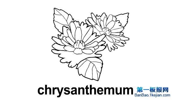 菊花简笔画chrysanthemum