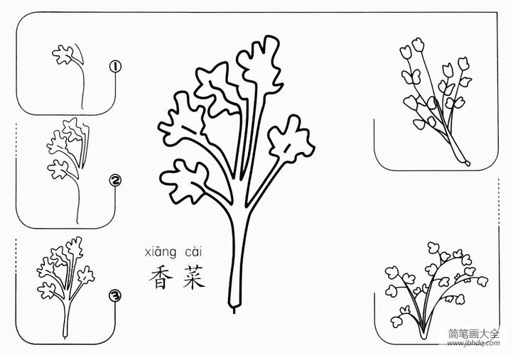 香菜怎么画蔬菜简笔画-简笔画大全