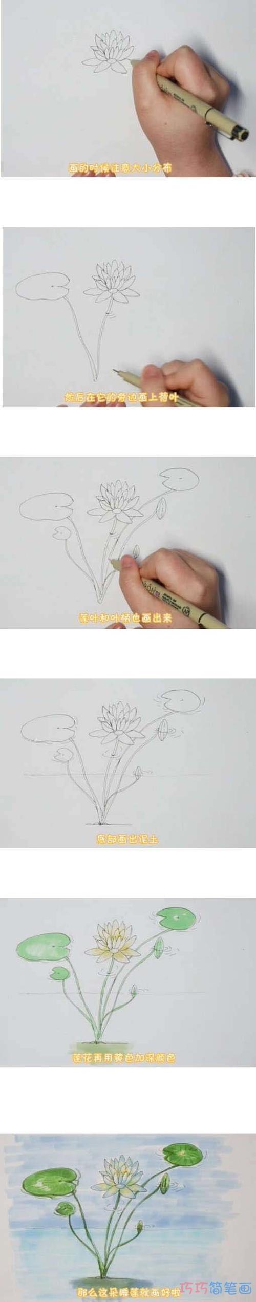 教你一步一步画睡莲简笔画涂色简单漂亮