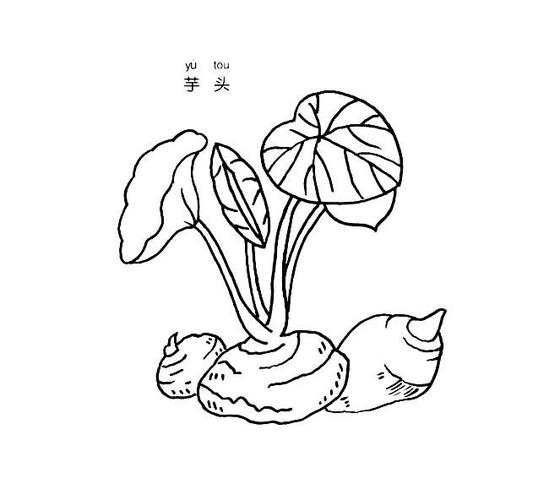 芋头简笔画图片芋头怎么画