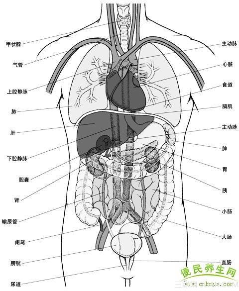 人五脏位置简笔画