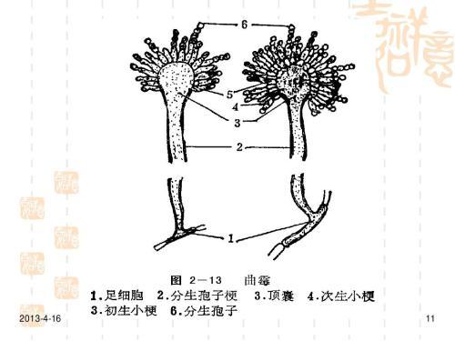 放线菌简笔画