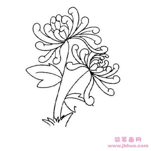 关于菊花的简笔画