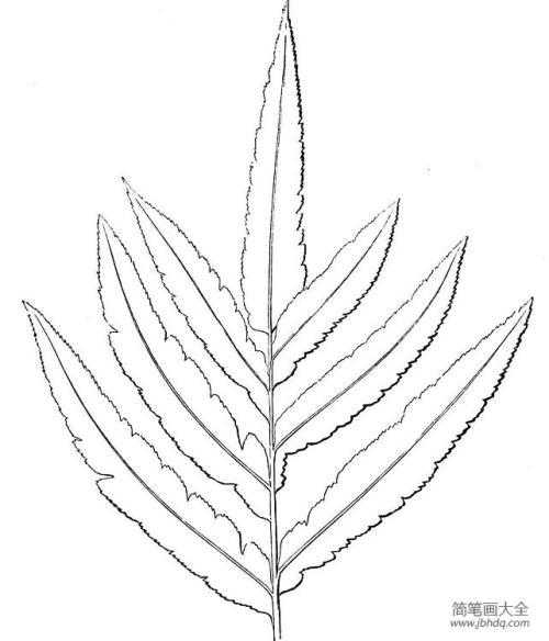 蕨类植物的叶子2树叶简笔画-简笔画大全