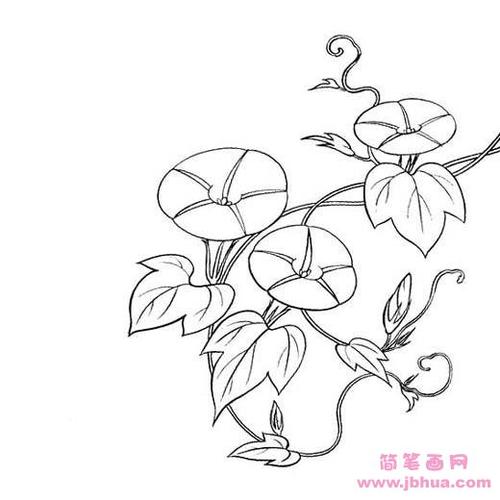 爬藤牵牛花简笔画