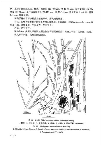 简笔画 手绘 线稿 450642 竖版 竖屏简笔画  正文    植物有很多种