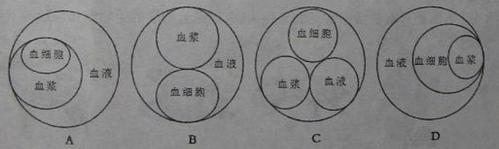 人体血细胞简笔画