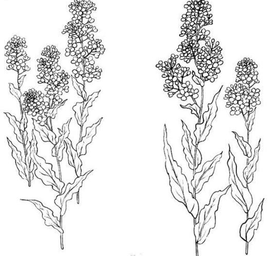 春天简笔画油菜花开了