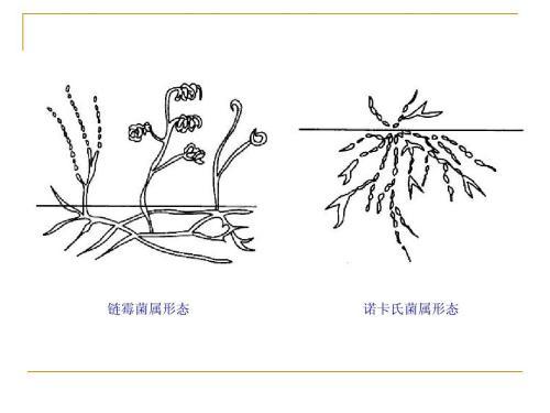 放线菌简笔画