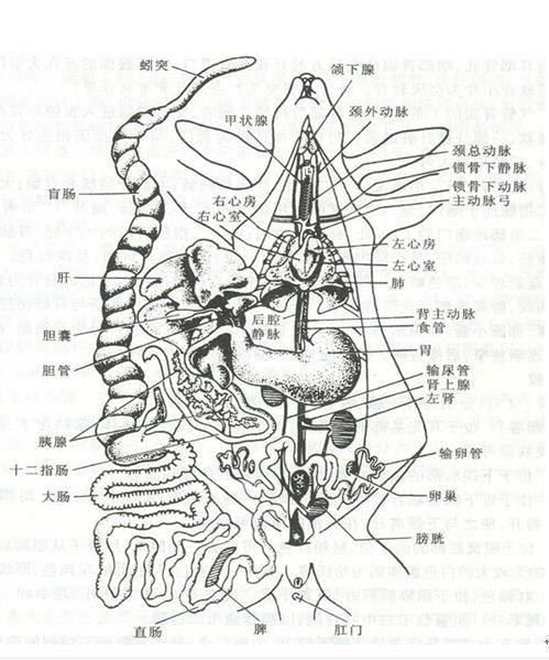 心脏解剖图简笔画背面