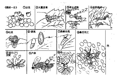 一生经历简笔画