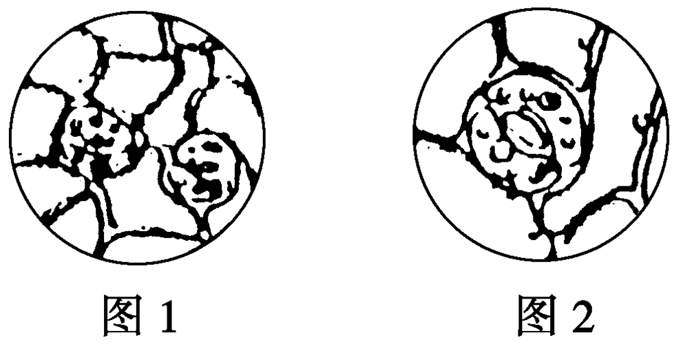 蓬松焦树叶简笔画