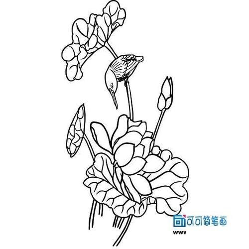 关于荷花的简笔画