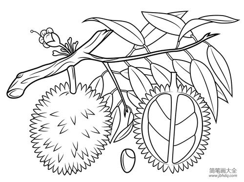 各种水果树图片简笔画