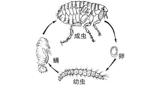 蝉的一生怎么画简笔画