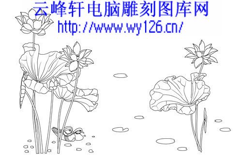 荷简笔画教程