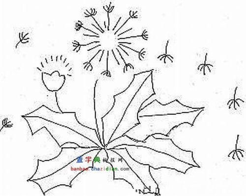 蒲公英种子简笔画-植物简笔画 - 查字典板报网