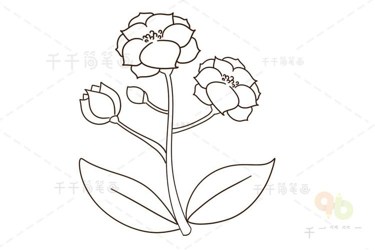 夹竹桃花朵简笔画