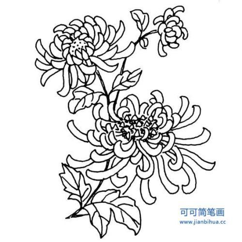 图画菊花图片大全大图菊花的简笔画图片大全大图画菊花的图片大全