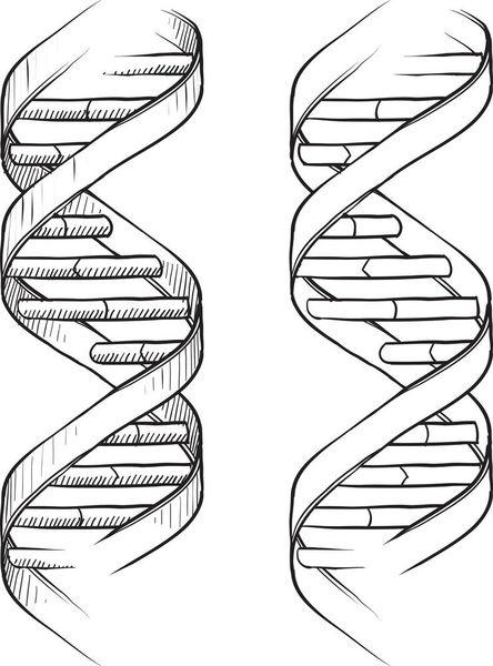 双螺旋结构简笔画