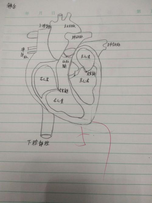 心脏的简笔画卡通