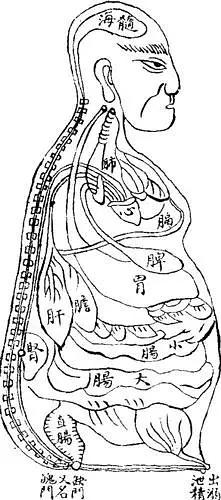 身体结构图五脏六腑简笔画