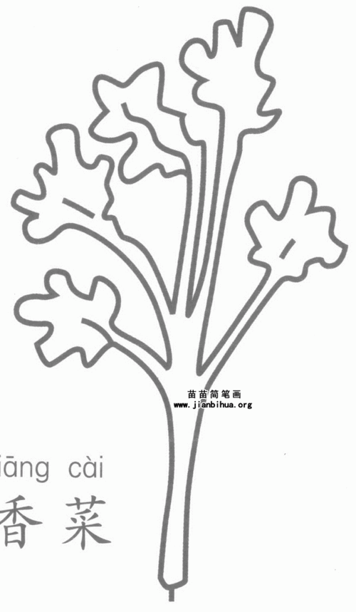 香菜简笔画图片教程