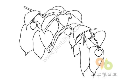 珙桐简笔画步骤图
