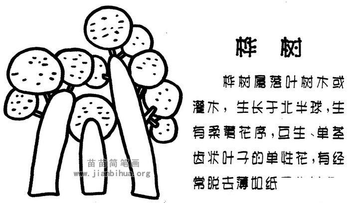 桦树简笔画图片与知识