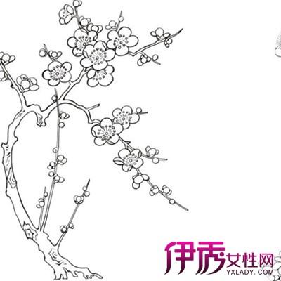 图梅花简笔画图片大全 详解梅花种植方法