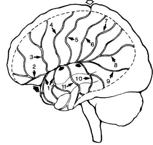 大脑形状简笔画