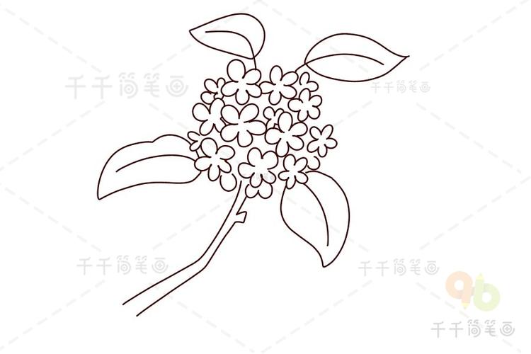 桂花简笔画