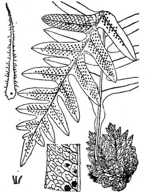 壁纸 简笔画 手绘 线稿 植物 蕨类 10001440 竖版 竖屏 手机