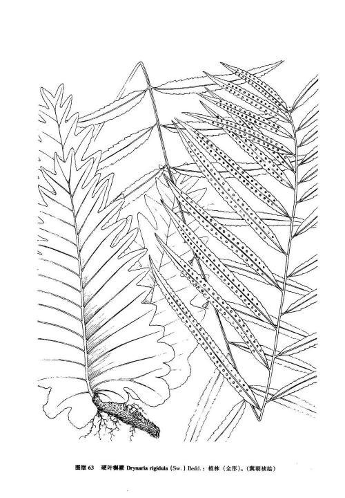 壁纸 简笔画 手绘 线稿 植物 蕨类 10001440 竖版 竖屏 手机