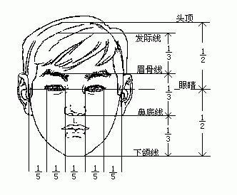 三庭五眼比例示意图简笔画