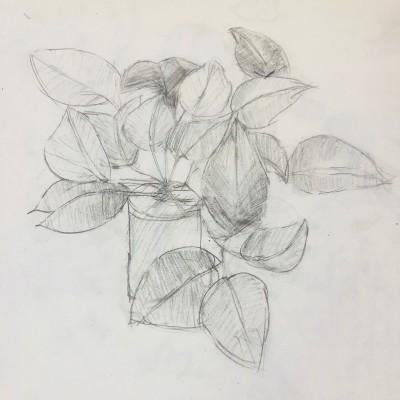 四年级植物写生素描简笔画