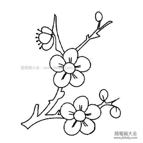 一枝梅花怎么画简笔画一枝梅花简笔画图片 - 梅花简笔画 - 百人简