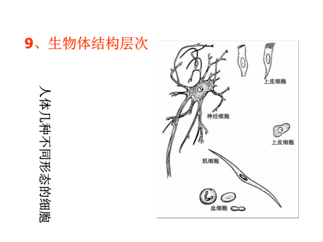 人体七大系统简笔画