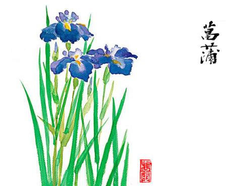 菖蒲简笔画