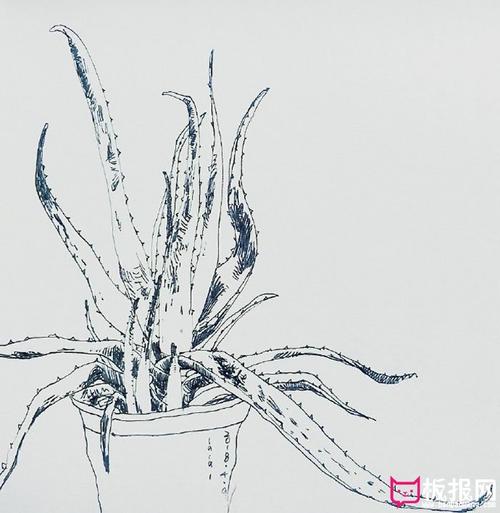 漂亮的植物简笔画图片芦荟简笔画