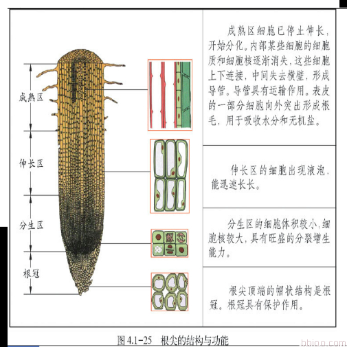 根尖的结构简笔画