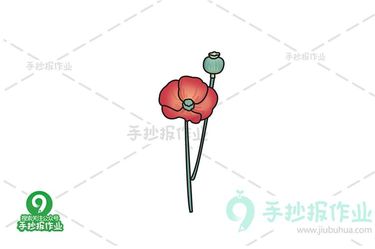 罂粟花简笔画