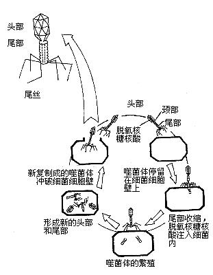 噬菌体简笔画