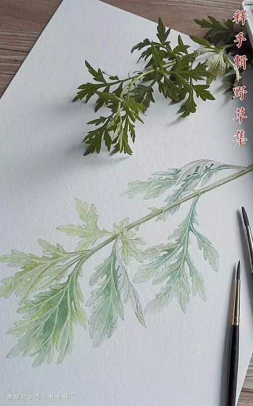 艾草简笔画彩色